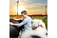 Image Cows.